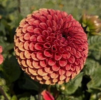 Dahlia Copperboy